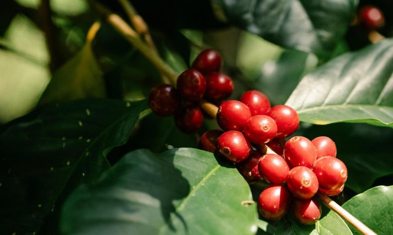 Arabica vs. Robusta: Unveiling the Differences in Coffee Beans - Modern Hippi