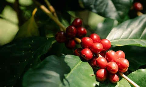 Arabica vs. Robusta: Unveiling the Differences in Coffee Beans